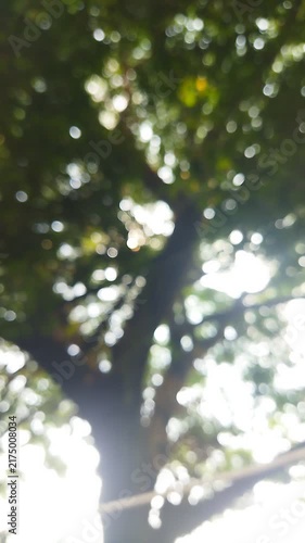 Dreamy Sunlight Through Green Leaves. Serene Nature Bokeh. Relaxing Trees Background