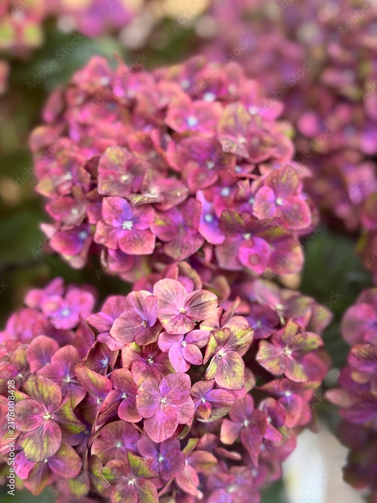 Fototapeta premium Pink and Purple Hydrangea Flowers with Soft Bokeh Background
