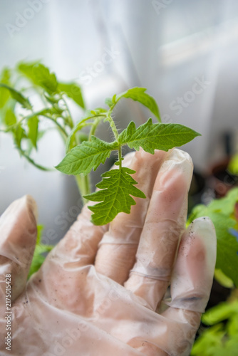Fotografie Close-up of a gloved hand holding a fresh green plant leaf in an indoor greenhouse or garden setting