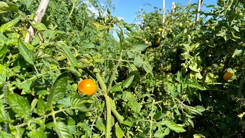 Принти на полотні Green and Red Cherry Tomatoes Growing on a Tomato Plant, Close-Up