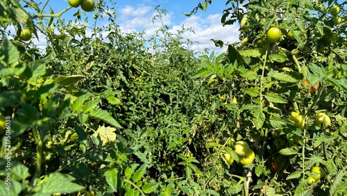 Canvastavla Green and Red Cherry Tomatoes Growing on a Tomato Plant, Close-Up