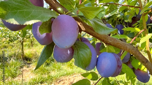 Obraz na plátně Ripe Purple Plum Growing on a Tree in a Garden, Close-Up