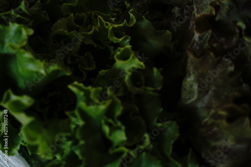 Foto Close-up macro detail of fresh green and reddish-brown ruffled lettuce leaves sh