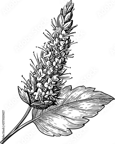 Patchouli plant. Isolated ink sketches of Pogostemon cablin. Aromatic herb used in essential oils, perfumes, and fragrances. Hand-drawn vintage engraving illustration.