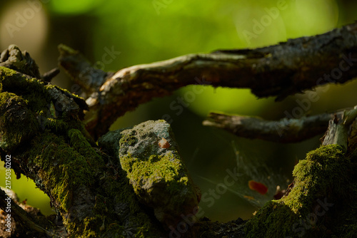 Golden Hour Light Filtering Through Late Summer Forest Canopy