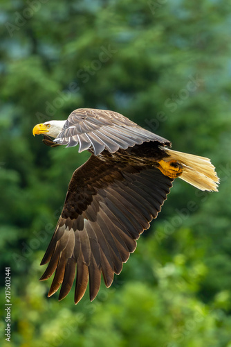 Hoonah Eagle X