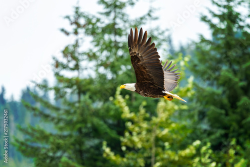 Hoonah Eagle VIII