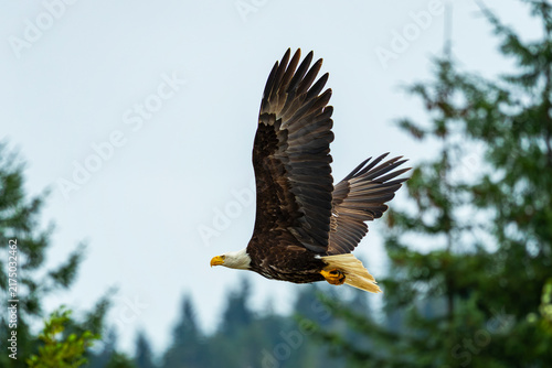 Hoonah Eagle VIII