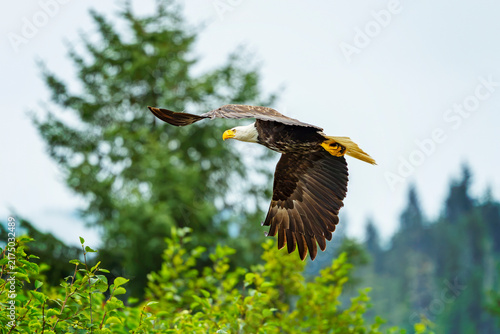 Hoonah Eagle IV
