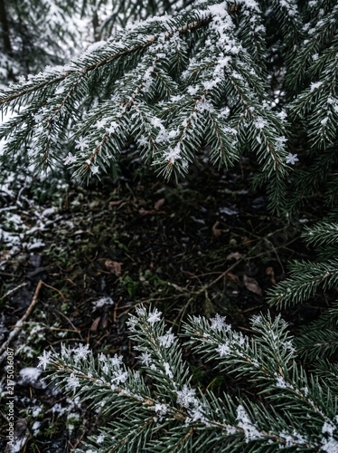 Natural Winter Snowflake Crystals on Dark Green Pine Needles Framing Forest Floor, Soft Diffused Daylight, Authentic Ice Dendrites and Dark Negative Space Background