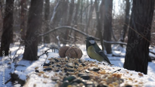 Cute tit birds pecking food from open feeding trough at snowy forest. Beautiful tomtits eating meal from wood feeder at sunny snow woodland. The scene captures care for wildlife and harmony of nature
