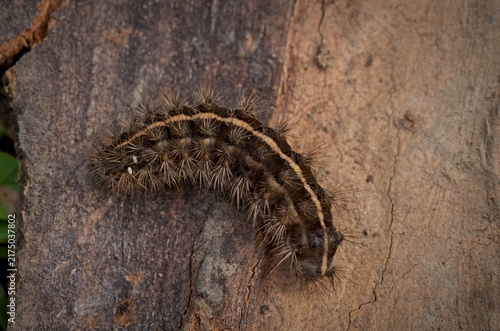 Macro view of a spiky leopard moth caterpillar with white parasitic braconid wasp cocoons attached to its back.