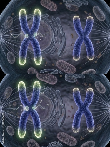 Detailed microscopic representation of genetic chromosomes undergoing cell division and replication process