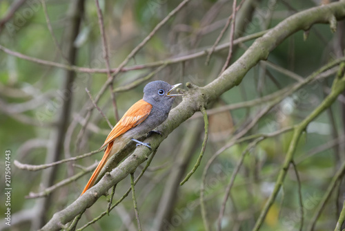 African Paradise Flycatcher Perched on a Branch in South Africa