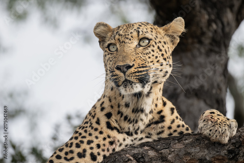 African Leopard Resting in a Tree in the Greater Kruger, South Africa. Leopard in the Sabi Sands.