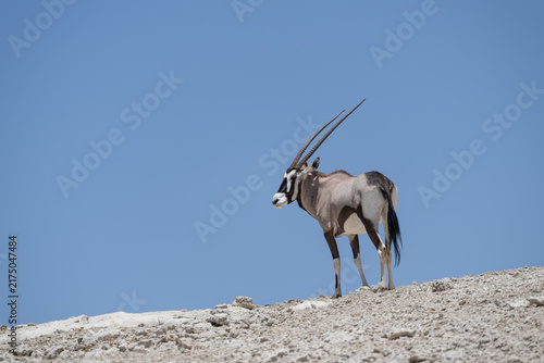 Obraz na płótnie Gemsbok Standing on a Desert Ridge in Kgalagadi Transfrontier Park, South Africa