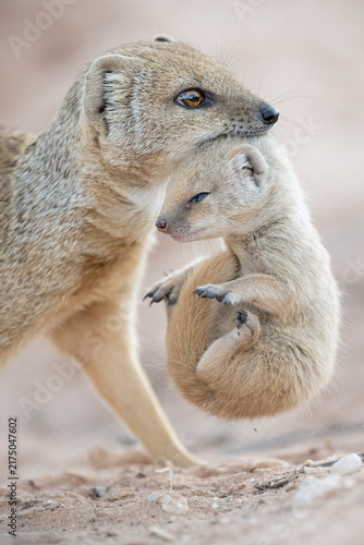 Yellow Mongoose Carrying Its Pup in Kgalagadi Transfrontier Park, South Africa
