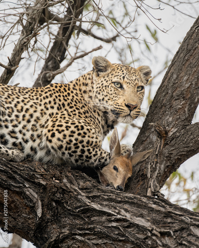 Close-Up of African Leopard with Duiker Kill in a Tree in Greater Kruger, South Africa