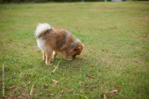 真夏の公園で楽しく散歩する可愛いポメラニアンの子犬の姿