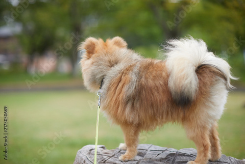 夏の公園で楽しく散歩している可愛いポメラニアンの子犬の姿
