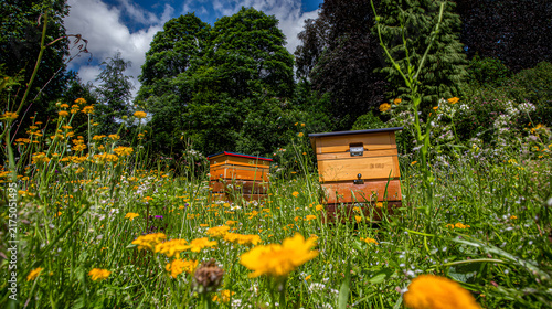 Wooden beehives standing in a vibrant wildflower meadow on a sunny day