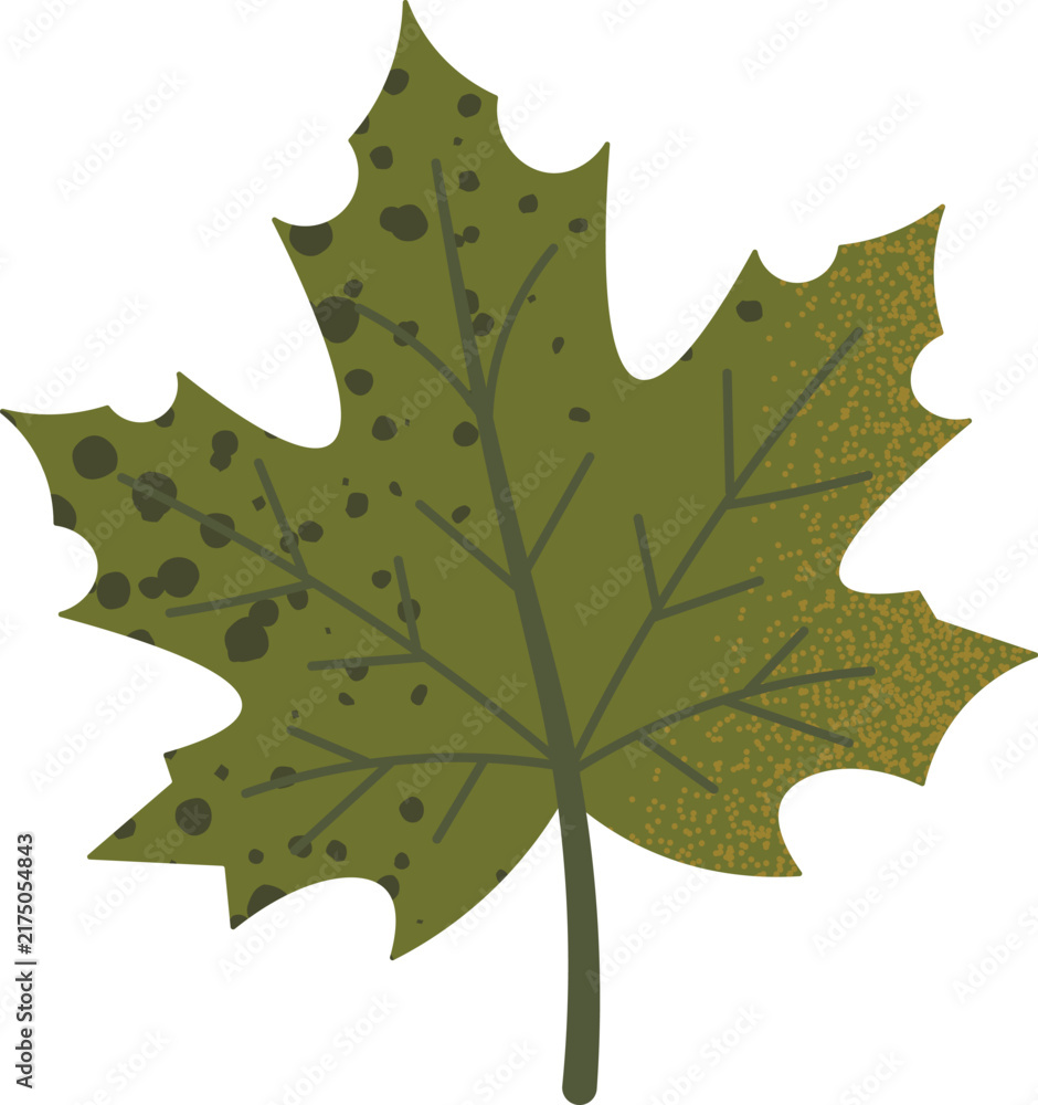 Fototapeta premium Textured Olive Green Maple Leaf with Speckled Detail and Petiole Stem