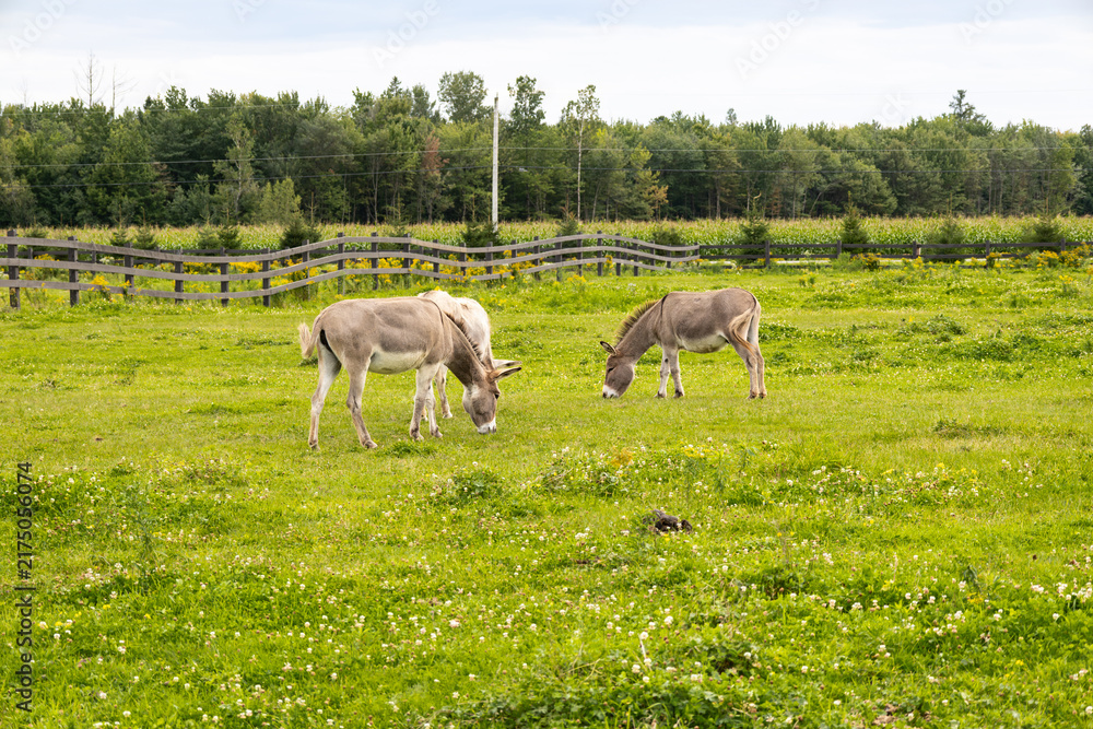 Fototapeta premium Side view of three dun miniature donkeys grazing in field during a grey summer afternoon, Pont-Rouge, Quebec, Canada
