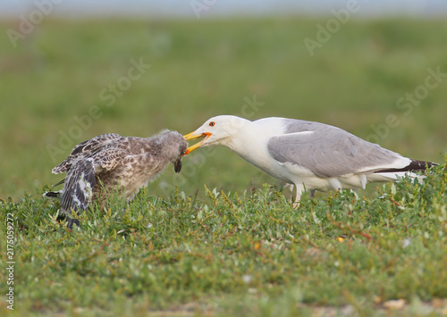 Bild auf Leinwand Caspian Gull (Larus cachinnans) adult feeding a large, feathered juvenile in a grassy coastal habitat