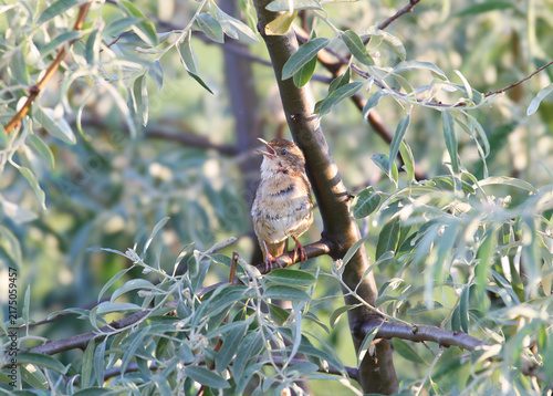 Konstfotografi Juvenile Savi's Warbler (Locustella luscinioides) Savi's Warbler (Locustella luscinioides) perching low on a green reed stem with wings slightly rustled