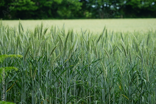 Blé vert .