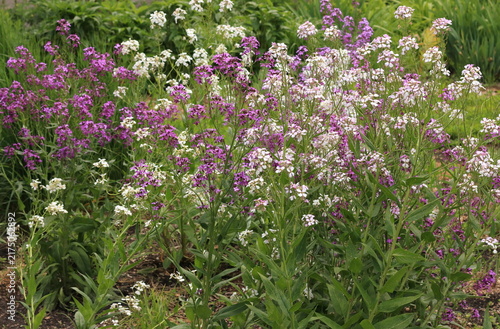 Cuadro en lienzo Blooming purple and white dame's rocket flowers (Hesperis matronalis) in a garde
