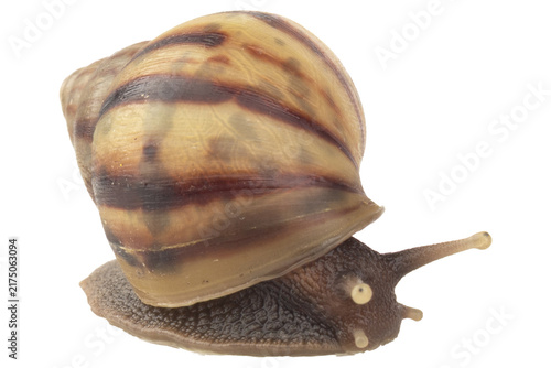 snail isolated on white background