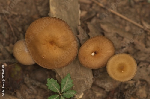 Top view of four brown wild mushrooms growing in a cluster on a woodland forest floor with fallen leaves and a small green plant.