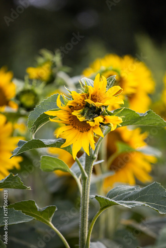 Canvastavla Morphological anomaly of sunflower plant development