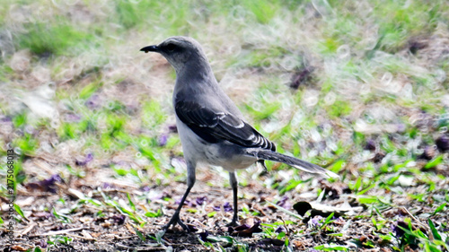 Bild auf Leinwand aves de colombia