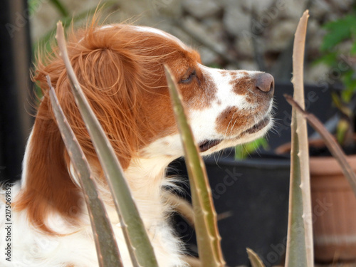 Obraz na płótnie Spaniel breton