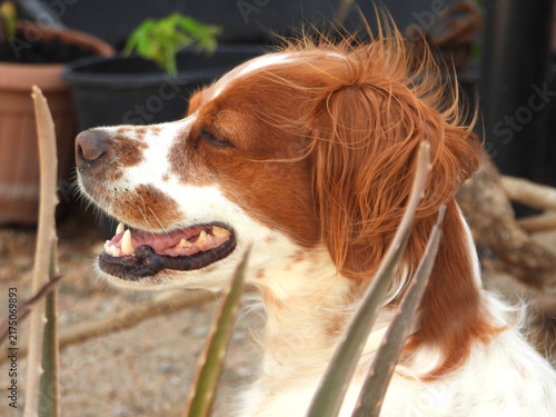 Spaniel breton