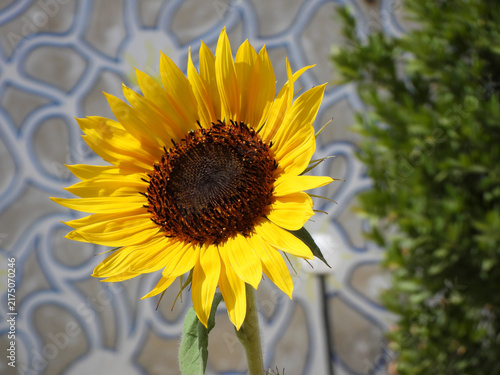 Girasole