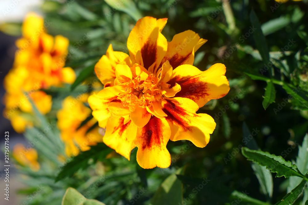 Fototapeta premium yellow and orange marigold flower