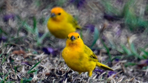 Konstfotografi aves colombia