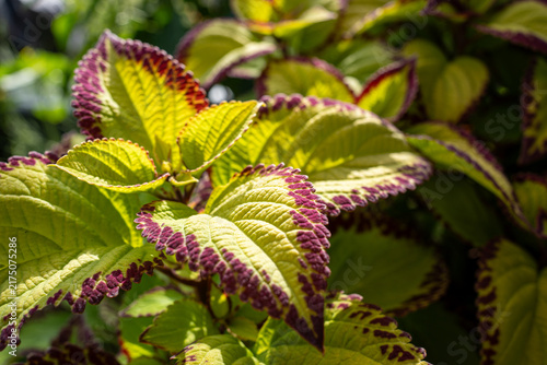 Foto Close up view of colorful coleus leaves (Plectranthus scutellarioides) with red