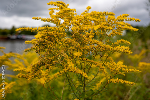 Photography Close up view of blooming Canada goldenrod (Solidago canadensis) yellow flowers