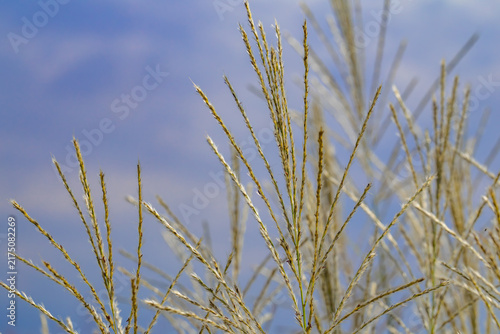 Foto Feathery stems of silvergrass (Miscanthus sinensis) swaying in the wind under a soft sky with copy space
