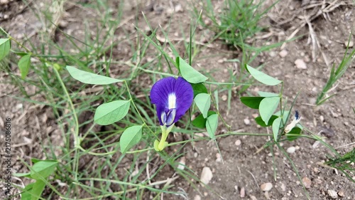 Botanical Detail of Butterfly Pea Blossom , blue flower tea