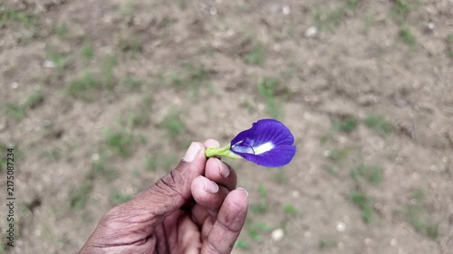 Detailed Butterfly Pea Blossom in Hand , blue tea making