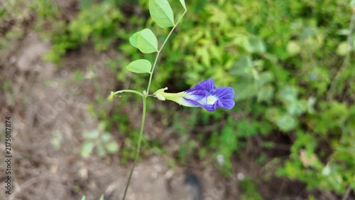 Fresh Butterfly Pea Blossom in Natural Light , tea