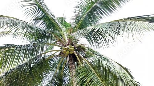 Coconut Tree Swaying in Air Against Blue Sky