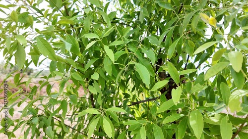 Sandalwood Tree Close Up View with Green Leaves in Natural Light