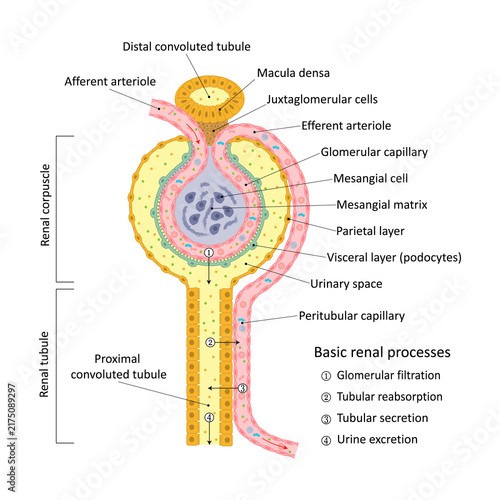 Structures and processes of the renal nephron