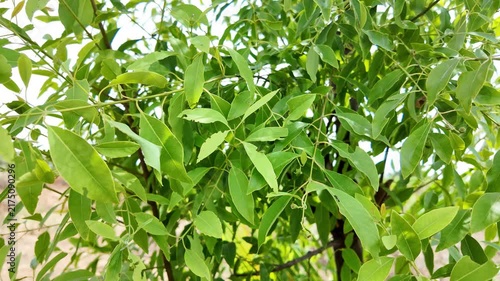 Detailed View of Sandalwood Tree Leaves in Tropical Garden